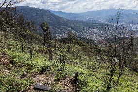 Medellin Community Gives Back to Earth After Wildfire