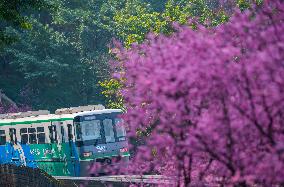 A Train Bound For Spring