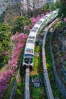 A Train Bound For Spring in Chongqing