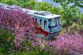 A Train Bound For Spring