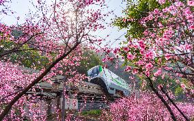 A Train Bound For Spring in Chongqing