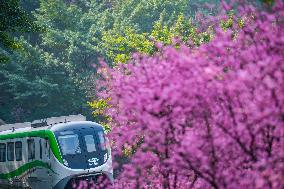 A Train Bound For Spring