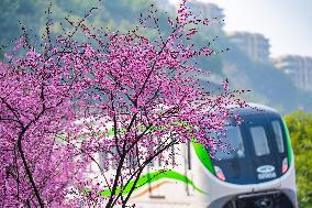 A Train Bound For Spring in Chongqing