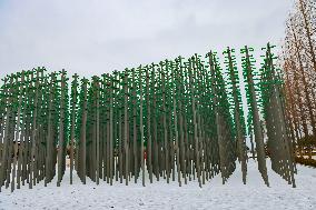 Beer Bottles Forest