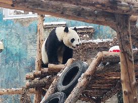 Beijing Zoo Panda