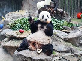 Beijing Zoo Panda