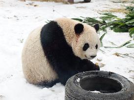 Beijing Zoo Panda