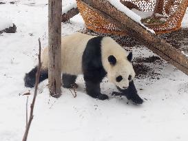 Beijing Zoo Panda