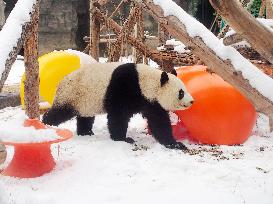 Beijing Zoo Panda