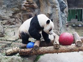 Beijing Zoo Panda