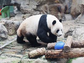 Beijing Zoo Panda