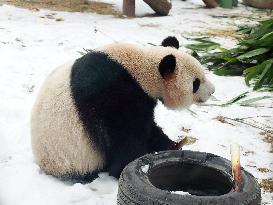 Beijing Zoo Panda