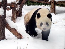 Beijing Zoo Panda