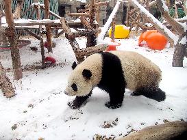 Beijing Zoo Panda