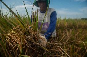 Climate Changes Impacted The Quality And Quantity Of Paddy Harvesting In Indonesia