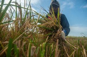 Climate Changes Impacted The Quality And Quantity Of Paddy Harvesting In Indonesia