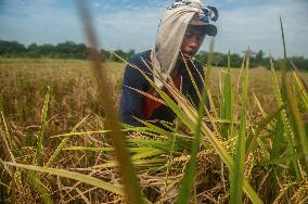 Climate Changes Impacted the Quality and Quantity of Paddy Harvesting - Indonesia