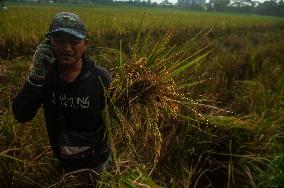 Climate Changes Impacted the Quality and Quantity of Paddy Harvesting - Indonesia