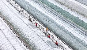 Agriculture Under The Cold Wave