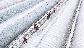 Agriculture Under The Cold Wave