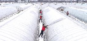 Agriculture Under The Cold Wave