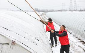 Agriculture Under The Cold Wave