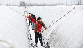 Agriculture Under The Cold Wave