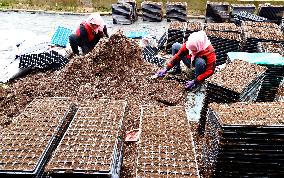 A Breeding Greenhouse in Zhangye