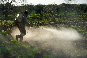 Combatting Agricultural Pests With Pesticides