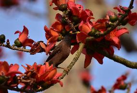 India Wildlife