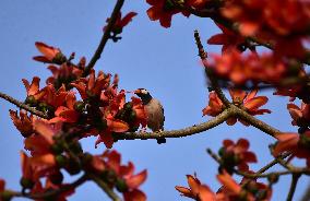 India Wildlife