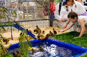 AUSTRALIA-CANBERRA-ROYAL CANBERRA SHOW