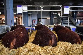 Installation Of International Agricultural Fair - Paris