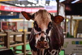 Installation Of International Agricultural Fair - Paris
