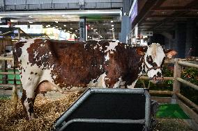Installation Of International Agricultural Fair - Paris