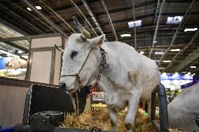 Installation Of International Agricultural Fair - Paris