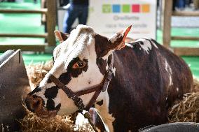 Installation Of International Agricultural Fair - Paris