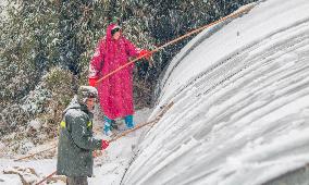 Agriculture During The Cold Wave in Suqian