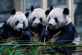 Pandas at Chongqing Zoo