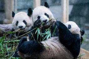 Pandas at Chongqing Zoo