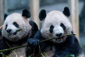 Pandas at Chongqing Zoo