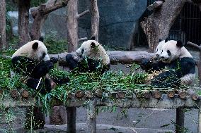 Pandas at Chongqing Zoo