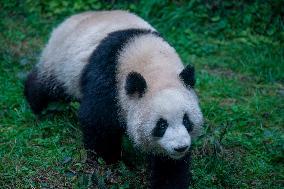 Pandas at Chongqing Zoo