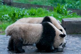 Pandas at Chongqing Zoo