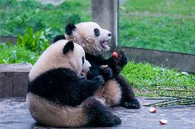 Pandas at Chongqing Zoo