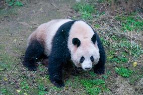 Pandas at Chongqing Zoo