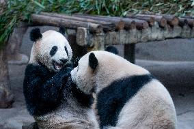 Pandas at Chongqing Zoo