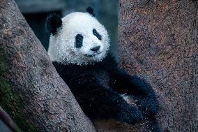 Pandas at Chongqing Zoo