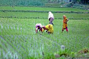 Farmer Works In A Paddy Field - Bangladesh
