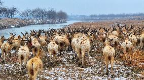Elks Play on A Wetland in Yancheng